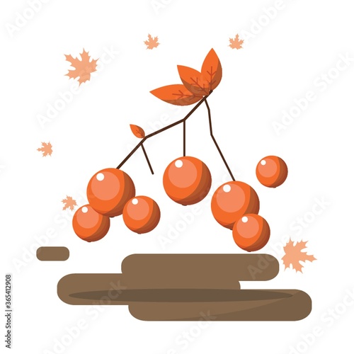 rowan fruit