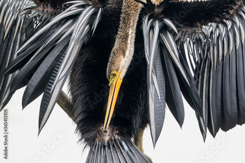The Oriental darter or Indian darter (Anhinga melanogaster) preening itself and fishing  by the lake at Bharatpur Bird Sanctuary, Rajasthan, India
