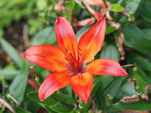 Rotgelbe Lilie als Einzelblüte © helenii_photography