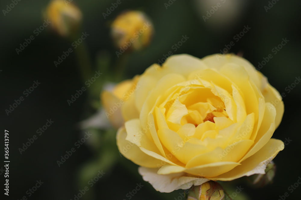 美しい黄色いバラのゴールデンボーダー
The name of the beautiful yellow rose is golden border. 美しい黄色いバラのゴールデンボーダー
The name of the beautiful yellow rose is golden border.