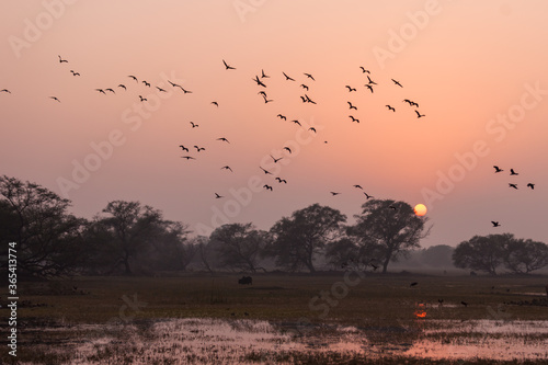 Flock of winter migratory birds flying around in beautiful landscapes of Bharatpur Bird Sanctuary in Rajasthan, India
