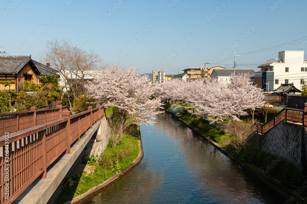 小さな川と桜並木と街並み