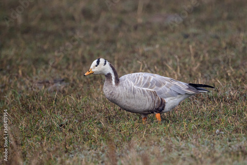Bar headed goose (Anser indicus) duck foraging grass in Bharatpur Bird Sanctuary, Rajasthan, India.
