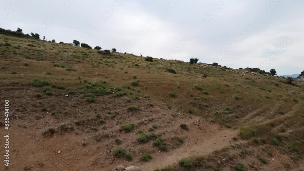 aerial drone sheep herd feeding in mountains aerial drone sheep herd feeding in mountains