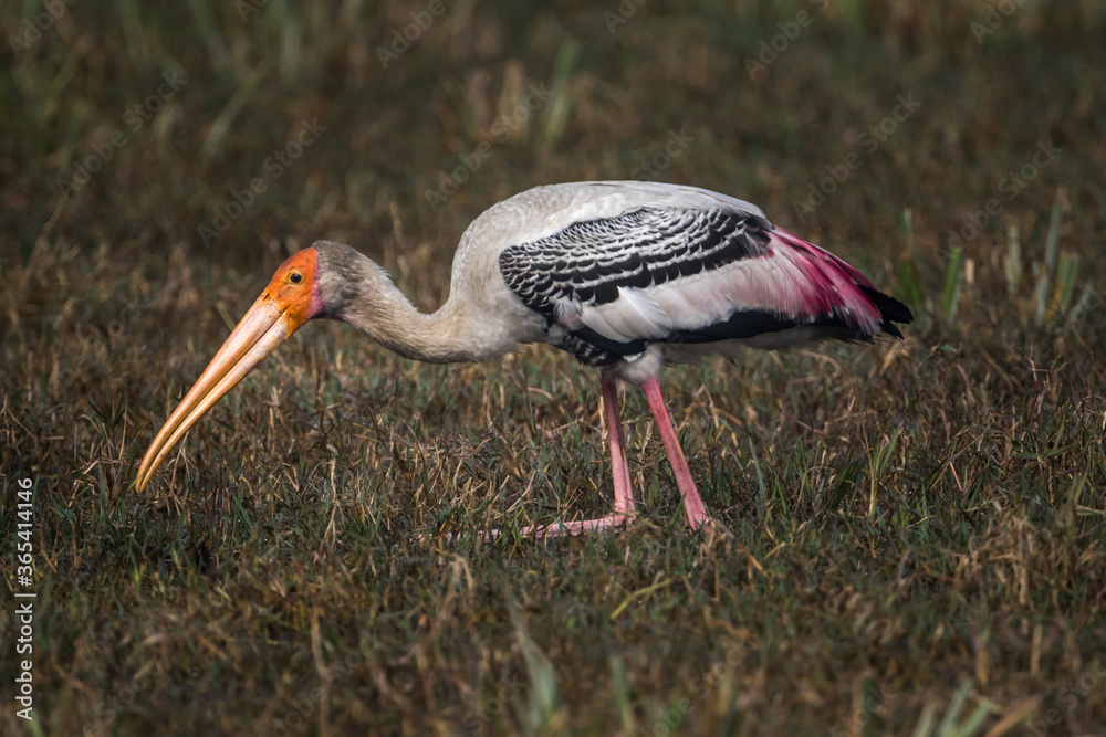 Φωτογραφία The painted stork (Mycteria leucocephala) feeding in the marshes of Bharatpur Bi