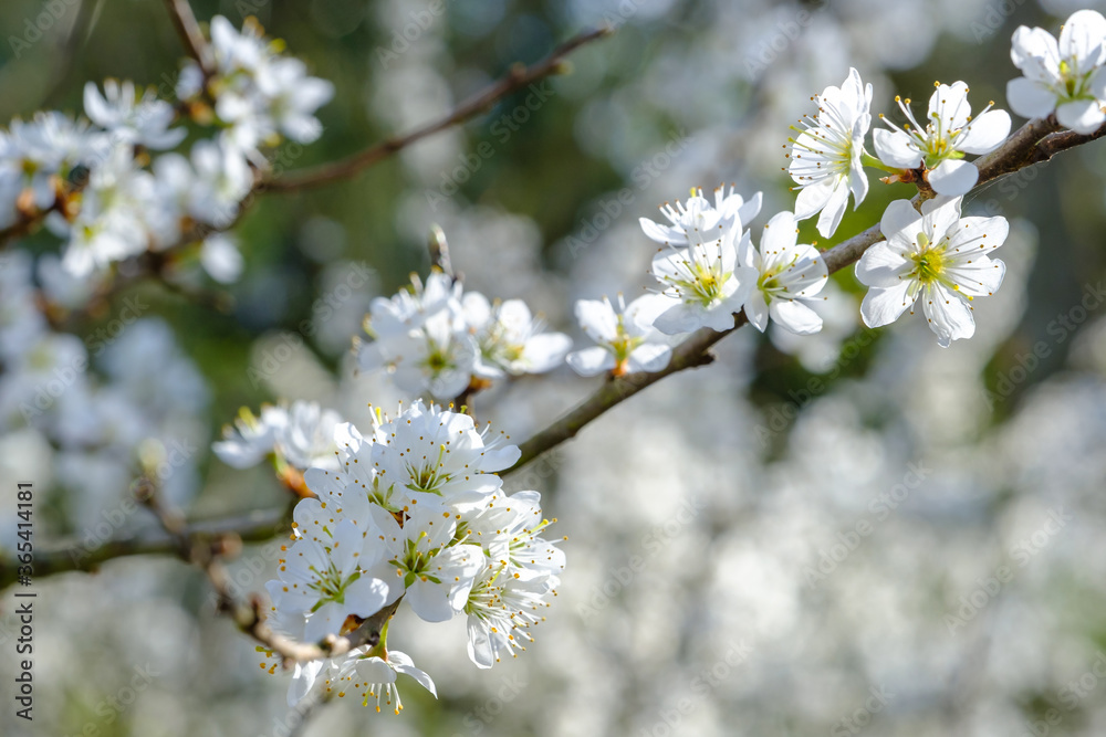 Blühender Baum im Frühling: Frühlingsblüten an wildem Baum im Wald vor weißem Blütenmeer Blühender Baum im Frühling: Frühlingsblüten an wildem Baum im Wald vor weißem Blütenmeer