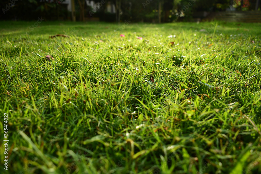 Green grasses background. Grasses shining in the morning.