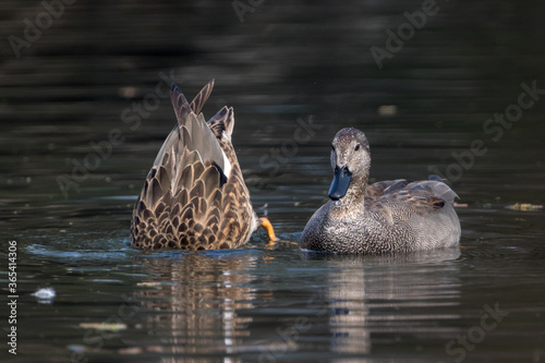 The gadwall (Anas strepera) pair wading duck at Bharatpur bird sanctuary in Rajasthan in the water