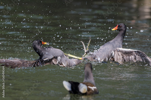 The Eurasian coot (Fulica atra) birds fighting in water at Bharatpur bird sanctuary in Rajasthan