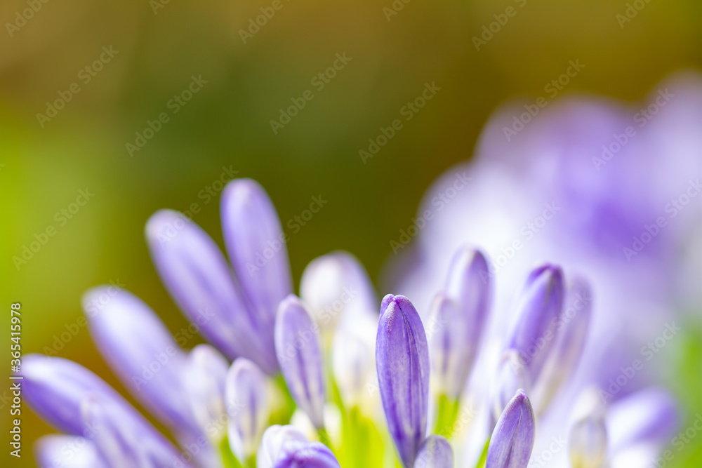 Close-up of buds of a blue african lily (Agapanthus) with blurry background Close-up of buds of a blue african lily (Agapanthus) with blurry background