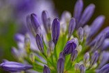 Close-up of buds of a blue african lily (Agapanthus) with blurry background