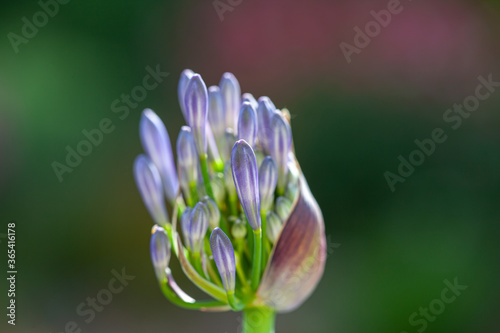 Close-up of buds of a blue african lily (Agapanthus) with blurry background