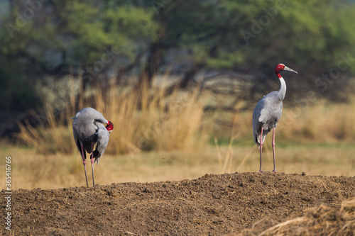 The sarus crane (Antigone antigone) courtship pair at Bharatpur Bird Sanctuary in Rajasthan, India.