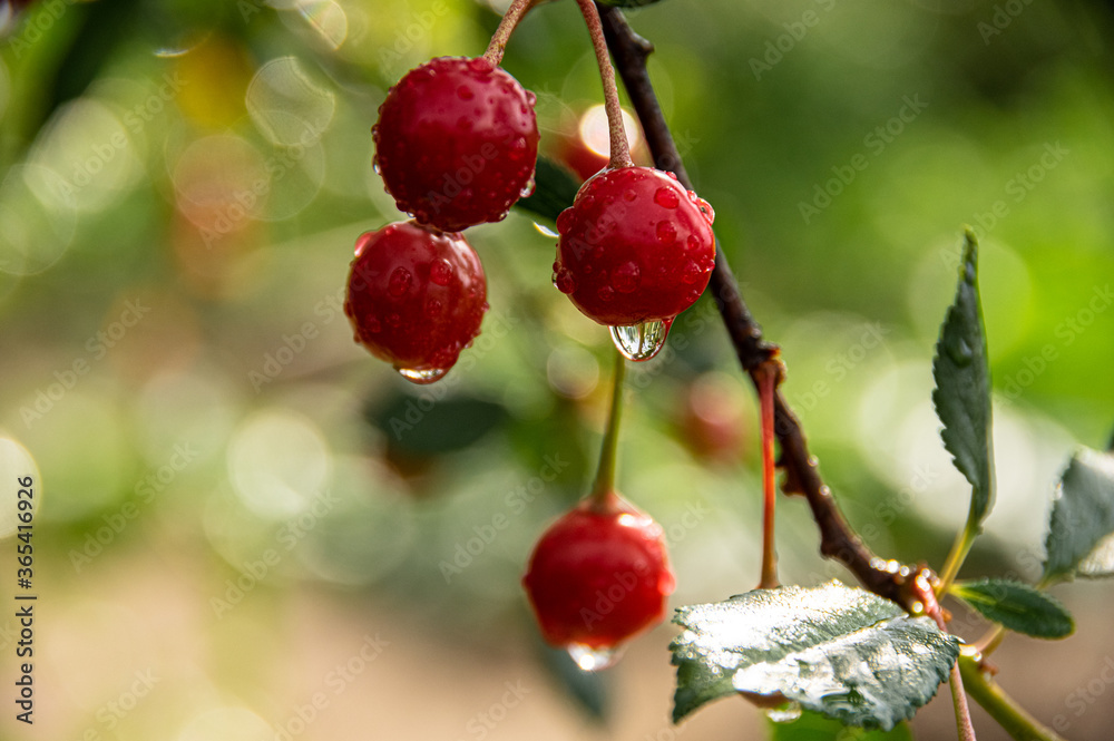 Glittering raindrops on a ripe cherry close-up on a blurred background. Glittering raindrops on a ripe cherry close-up on a blurred background.