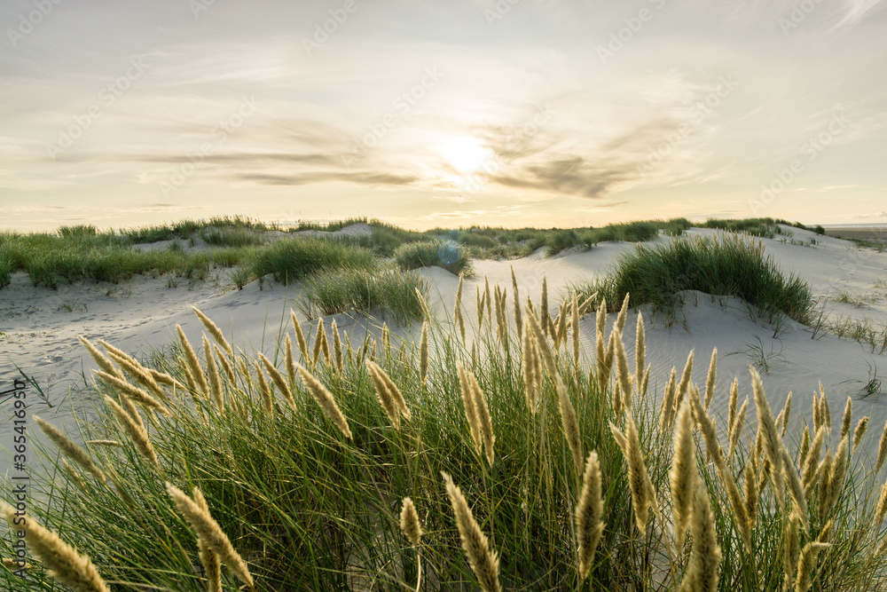 Beach with sand dunes and marram grass with soft sunrise sunset back light. Skagen Nordstrand, Denmark. Skagerrak, Kattegat.