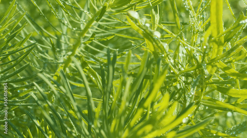 Green plant in water drops