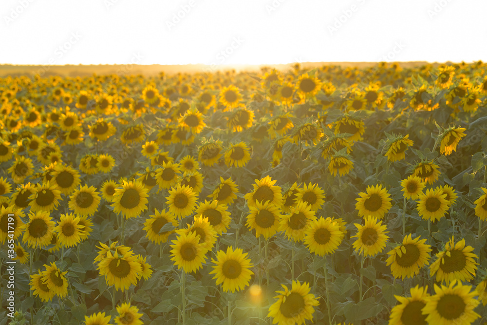 Obraz premium Bright golden sunflower field at sunset.