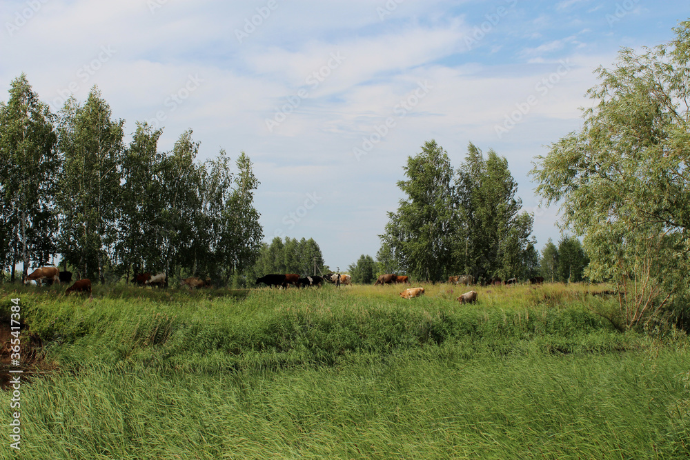 A herd of cows graze in a meadow near the river on a Sunny day. Rural landscape with trees and blue sky. Cows of different colors graze the grass.