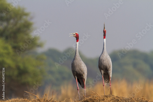 The sarus crane (Antigone antigone) courtship pair at Bharatpur Bird Sanctuary in Rajasthan, India.