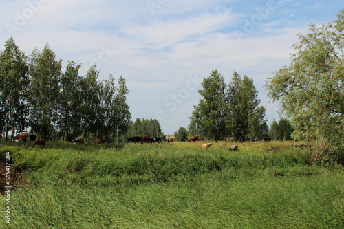 Fototapeta Naklejka Na Ścianę i Meble -  A herd of cows graze in a meadow near the river on a Sunny day. Rural landscape with trees and blue sky. Cows of different colors graze the grass.