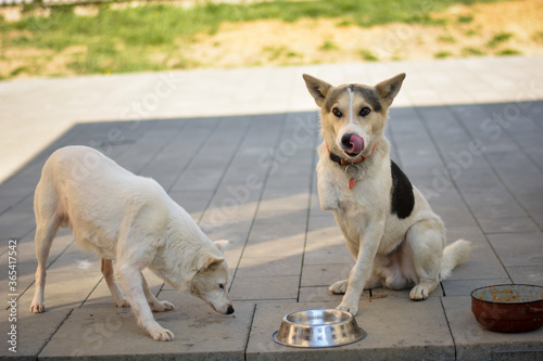 Canvas Print Handicapped dogs on village yard