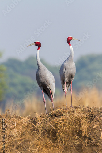 The sarus crane (Antigone antigone) courtship pair at Bharatpur Bird Sanctuary in Rajasthan, India.