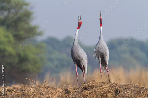 The sarus crane (Antigone antigone) courtship pair at Bharatpur Bird Sanctuary in Rajasthan, India.