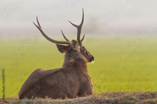 The sambar (Rusa unicolor) male at Bharatpur Bird Sanctuary in Rajasthan, India