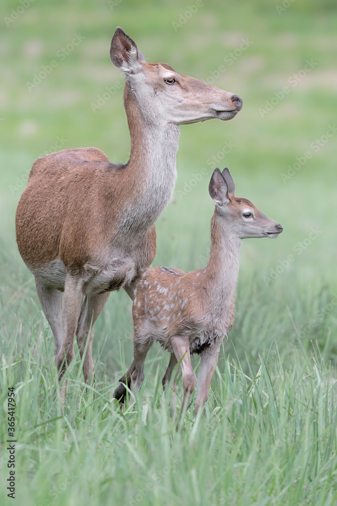New file in Alps mountains, portrait of young deer with his mother (Cervus elaphus) New file in Alps mountains, portrait of young deer with his mother (Cervus elaphus)