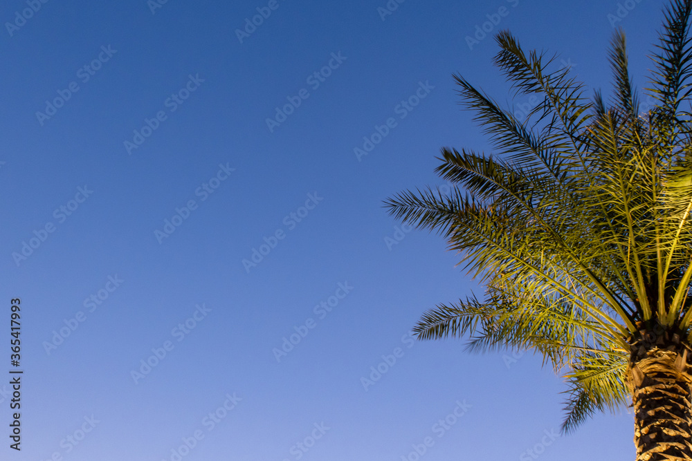 Wallpaper with illuminated bright palm tree on the right in a dark blue sky background in the evening, Dubai, United Arab Emirates. Copy space.