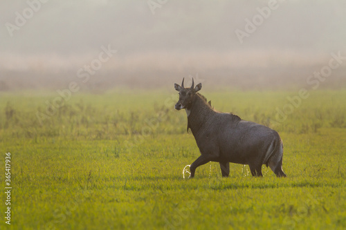 The nilgai or blue bull (Boselaphus tragocamelus) walking in water in Bharatpur Bird Sanctuary, Rajasthan.