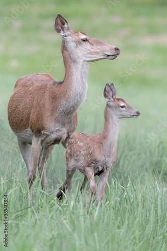 New file in Alps mountains  portrait of young deer with his mother  Cervus elaphus 