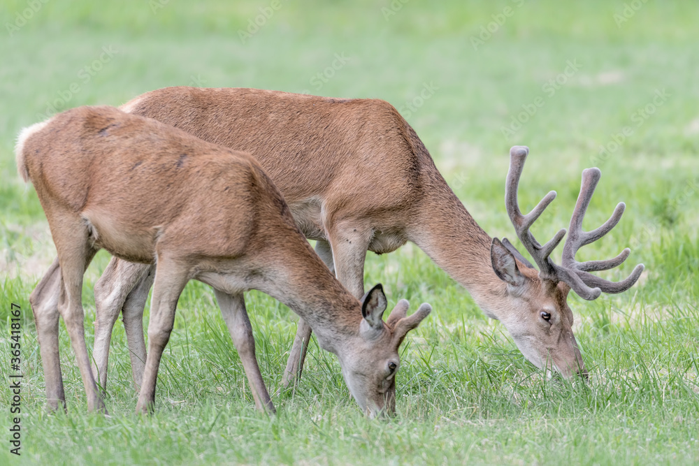 Two Red deer male at grazing before dawn (Cervus elaphus) Two Red deer male at grazing before dawn (Cervus elaphus)