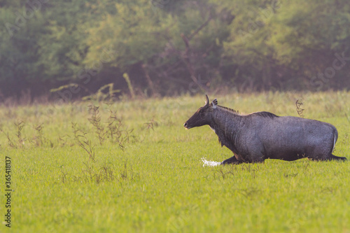 The nilgai or blue bull (Boselaphus tragocamelus) walking in water in Bharatpur Bird Sanctuary, Rajasthan.