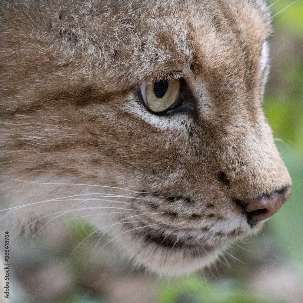 Fototapeta premium portrait of a lynx
