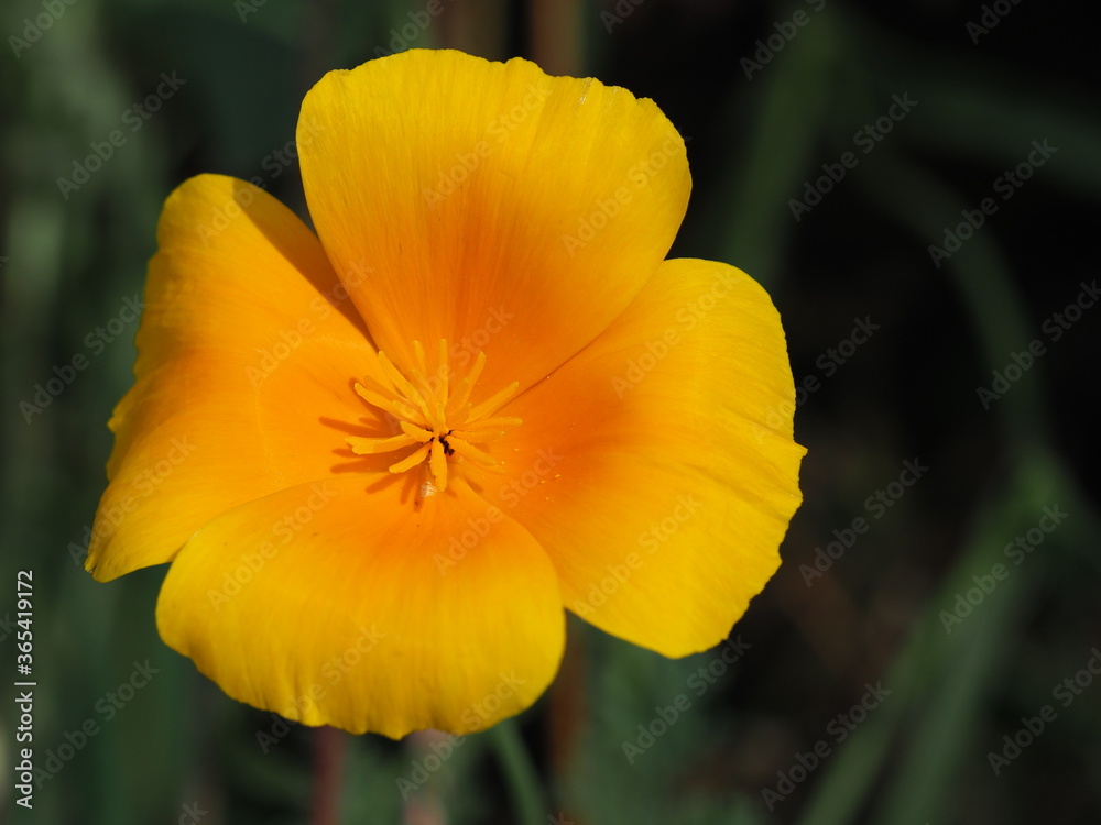 Kalifornischer Mohn (Eschscholzia californica), oder Goldmohn, Kalifornischer Kappenmohn oder Schlafmützchen im wunderschönen gelborange Kalifornischer Mohn (Eschscholzia californica), oder Goldmohn, Kalifornischer Kappenmohn oder Schlafmützchen im wunderschönen gelborange