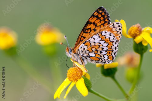 Melitaea butterfly collects nectar on a yellow field flower on a summer day in a forest glade.