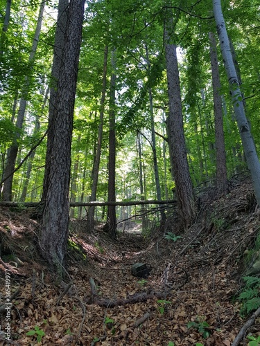 path in the forest