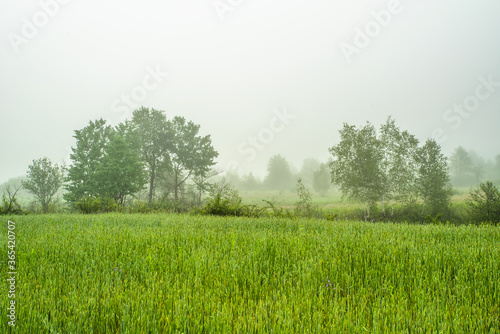 field of green grass on a background of trees in the fog. morning in summer.