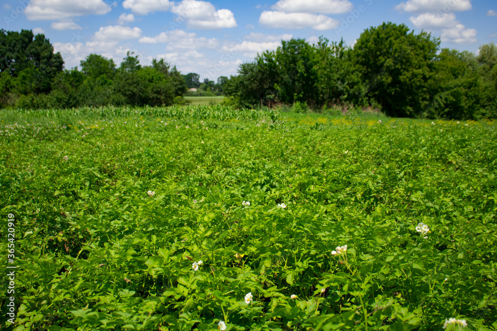 Blooming potato field on a sunny summer day. Agriculture, cultivation of vegetables. potatoes plants with white flowers growing on farmers field. bright blue sky with clouds and trees on background