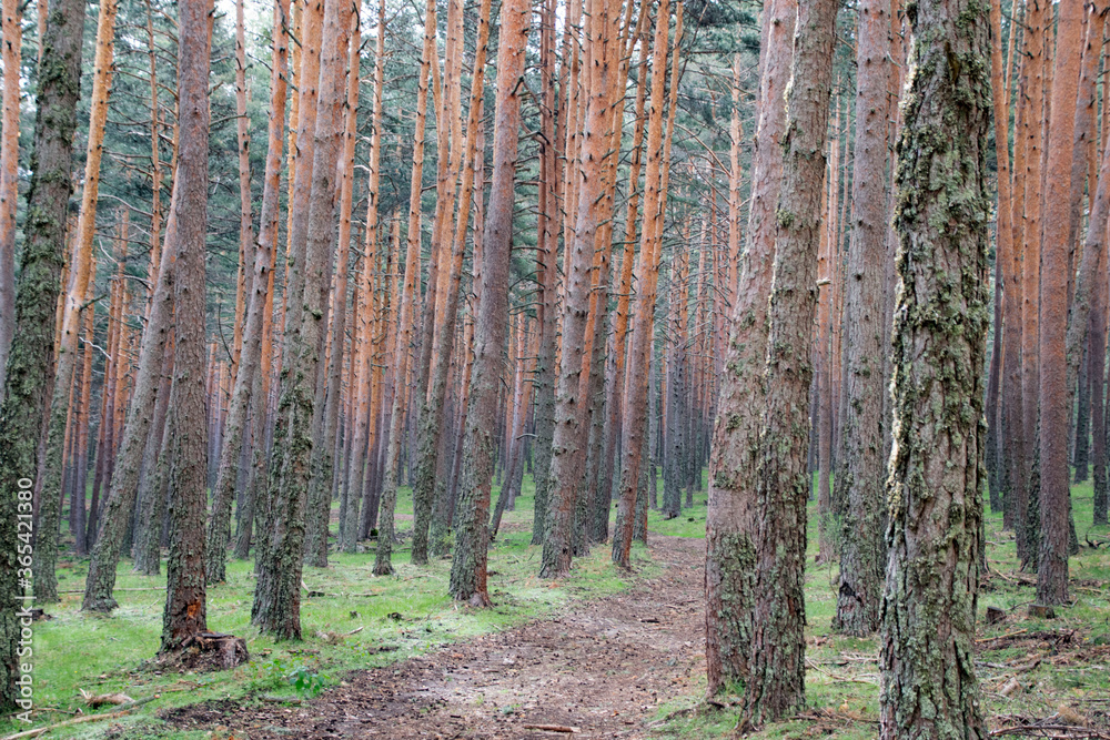 Fototapeta premium View of a pleasant walk through a forest