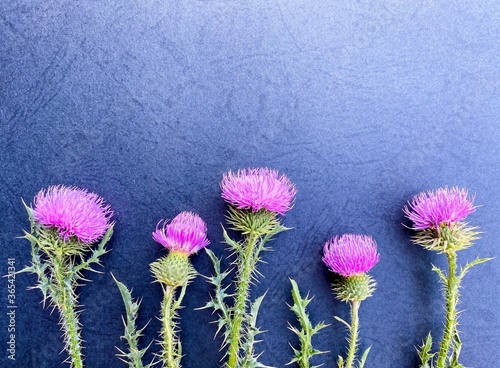Thistle on an abstract dark surface. Conceptual symbol. Free space.