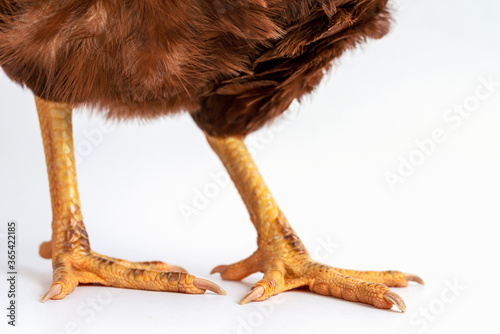 Close-up foot image of a hen's foot. The feet are yellow on a white background. © ณัฐวุฒิ เงินสันเทียะ