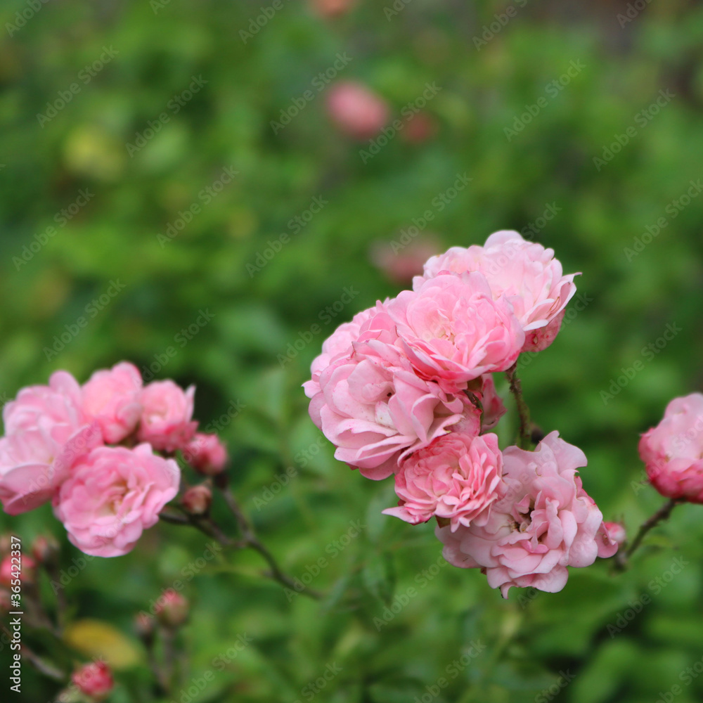 Close-up of beautiful pink small roses on bush in the garden