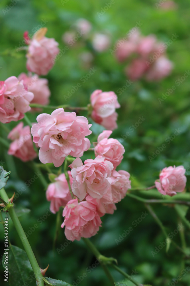 Close-up of beautiful pink small roses on bush in the garden Close-up of beautiful pink small roses on bush in the garden