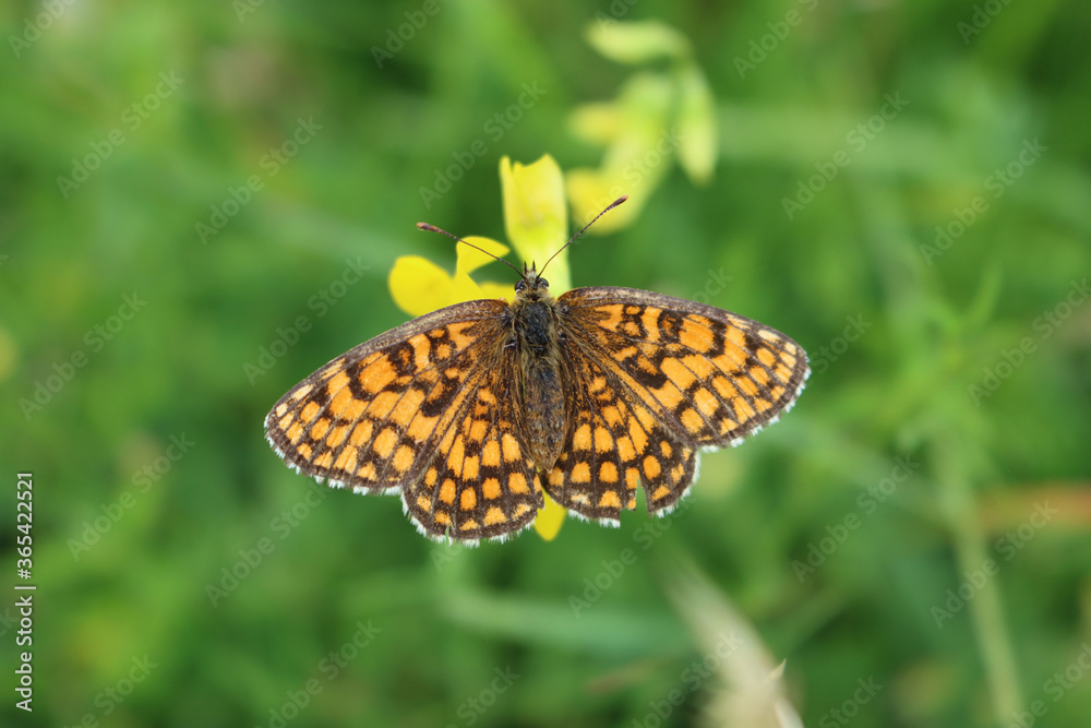 Brown and orange false heath fritillary butterfly on yellow flower. Melitaea diamina butterfly on wild flower Brown and orange false heath fritillary butterfly on yellow flower. Melitaea diamina butterfly on wild flower