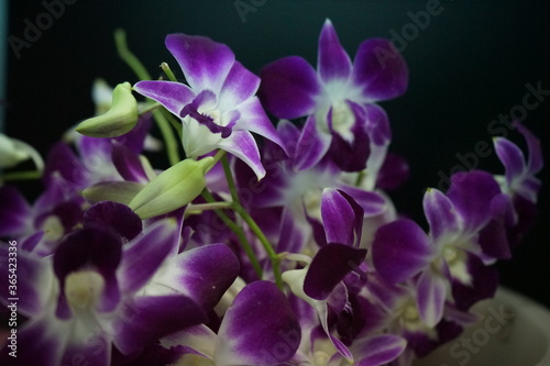 purple orchid on black