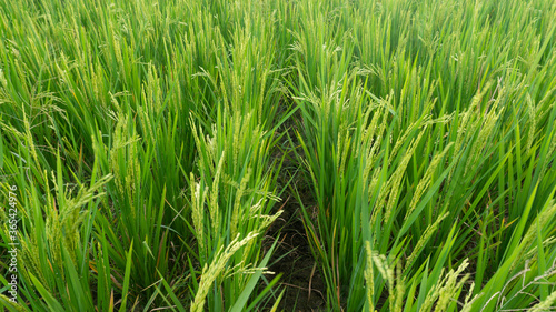 Rice leaves with ears, looks fertile with sufficient irrigation and adequate fertilizer