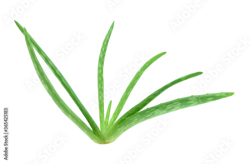 Fresh aloe vera plant isolated on white background