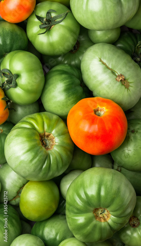 Fresh green tomato, close up. Background from green ripening tomatoes. Lots of green tomatoes. Banner. © Julia